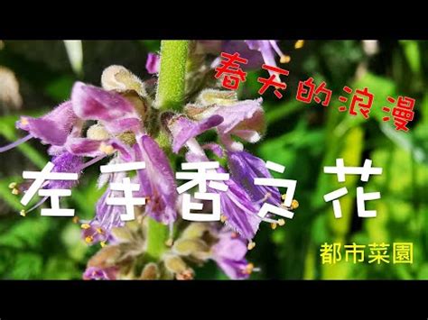 左手香 風水|左手香開花引財運？專家教你佈局